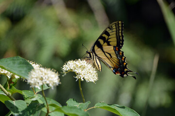 Giant Yellow Swallowtail butterfly