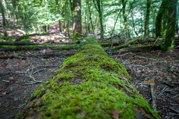 Árbol caído en el Bosque, Artikutza, Navarra, España, Europa