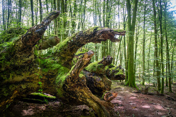 Tronco de Haya tumbado en el Bosque, Artikutza, Navarra, Spain