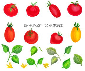 Watercolor handmade set with summer vegetables tomatoes and leaves.White background.