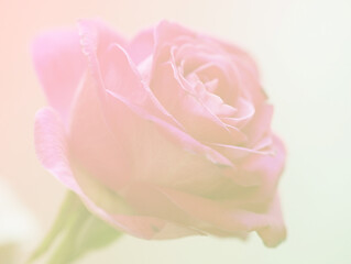 rose wedding card of love