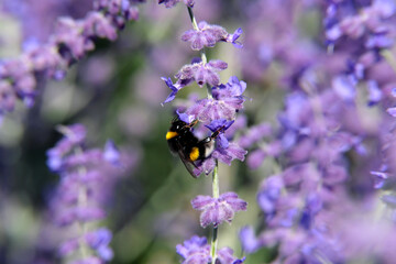 Hummel an lila Staudenblüte - Stockfoto