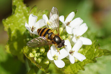 Female hoverfly Epistrophe maybe Epistrophe melanostoma, family Syrphidae. Flowers of garlic mustard (Alliaria petiolata). Family Brassicaceae, Cruciferae. Family Brassicaceae, Cruciferae.  Spring