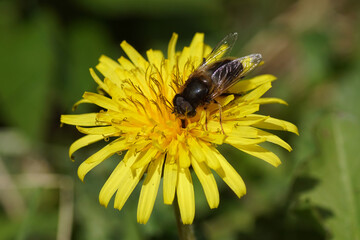 Male hoverfly, Tapered Drone Fly, Eristalis pertinax family Syrphidae on the flower of Taraxacum officinale, the common dandelion of the family Asteraceae or Compositae. Netherlands, March