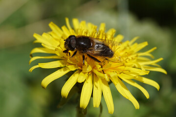 Male hoverfly, Tapered Drone Fly, Eristalis pertinax family Syrphidae on the flower of Taraxacum officinale, the common dandelion of the family Asteraceae or Compositae.  Netherlands, March 
