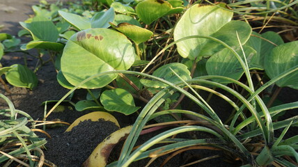 
Green leaves that grow thickly on the sand located on the beach