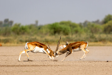 Two male blackbuck fighting in an open field Antilope fighting with full force from long horns in green background and scenic landscape with skyline at blackbuck national park Velavadar gujrat india