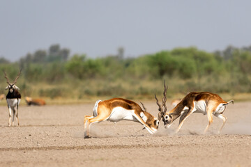 Two male blackbuck fighting in an open field Antilope fighting with full force from long horns in...