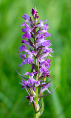 Kalopissis` Marsh Orchid (Dactylorhiza kalopissii)