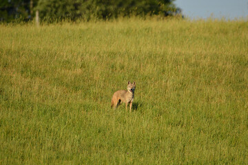 Coyote walking through agricultural field