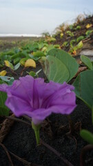 Purple flowers that are very beautiful on the beach which have a body on the surface of the sand and have thick leaves. suitable as a wallpaper or for printing