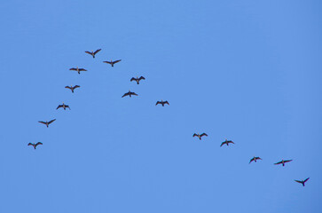 Flock of birds. cormorants flying in a jamb.