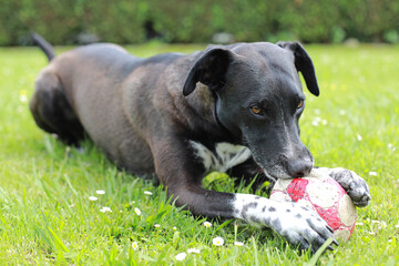 perro negro jugando en el jardín con un balón 4M0A0832-as20