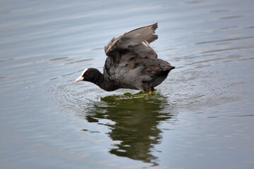 Eurasian coot called Common coot also, Fulica astra in Latin, in water
