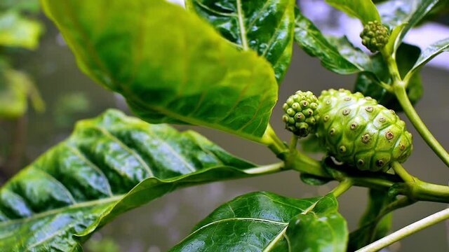 Noni fruit or Morinda citrifolia, an English common names include great morinda, Indian mulberry, noni, beach mulberry, and cheese fruit a native of Southeast Asia and Australasia use as staple food t