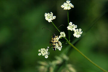 Käfer Gefleckter Schmalbock auf weißer Blüte vom Giersch und grüner Hintergrund - Stockfoto