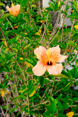 Orange Hibiscus Rosa flower in summer