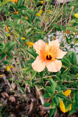 Fototapeta premium Orange Hibiscus Rosa flower in summer