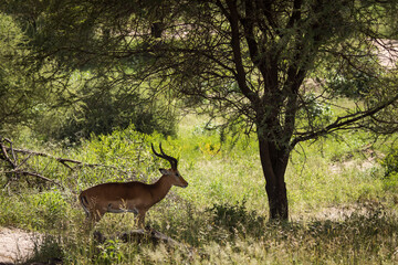 Closeup of Impala image taken on Safari located in the Tarangire, National park, Tanzania.