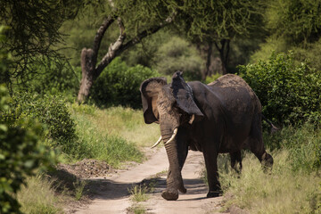 Obraz na płótnie Canvas Beautiful elephants during safari in Tarangire National Park, Tanzania.