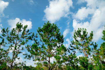 Fototapeta premium tall pine tree and white cloud