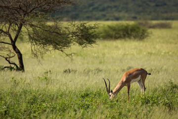 Closeup of Impala image taken on Safari located in the Tarangire, National park, Tanzania.