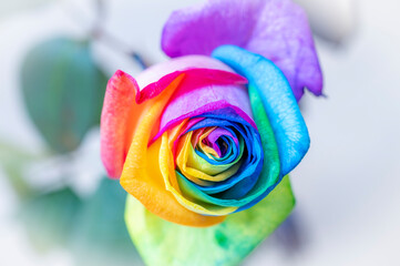 Fototapeta na wymiar Rainbow roses LBTGQ flag colors