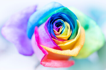 Rainbow roses LBTGQ flag colors