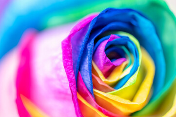 Fototapeta na wymiar Rainbow roses LBTGQ flag colors