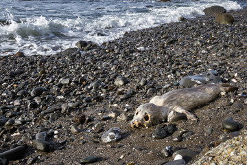 Fototapeta premium Strong emotional image of a dead baby seal