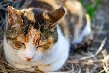 日向ぼっこしている野良猫