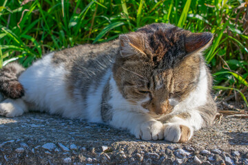 ションボリしているように見える野良猫