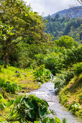 Costa Rica creek in the tropical jungle