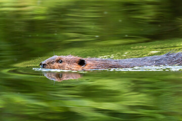 Wild beaver swimming in the Gunpowder Falls River beaver pond © pdwertz