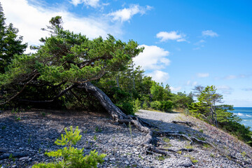 Forest coastal landscape on sunny summer day