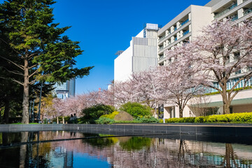 六本木 東京ミッドタウンの桜