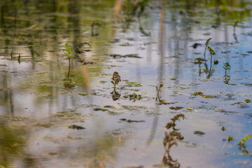 The surface of the pond with plants that are reflected in the surface.