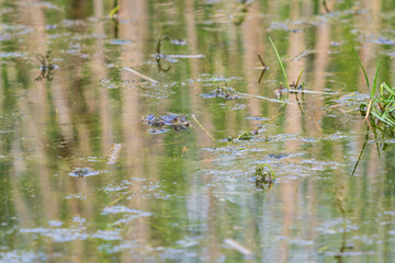 A frog on the surface of a pond among reeds. The frog's head and eyes can be seen. Her image is reflected in the water.