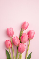  a bunch of tulips isolated on pink background. top view.