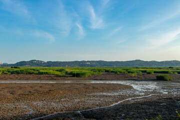 Green aquatic plants on the beach.