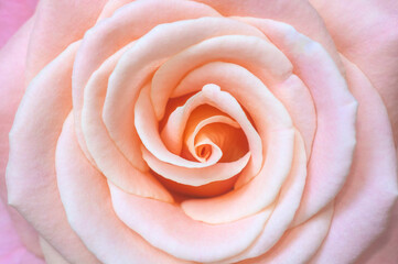 Fototapeta na wymiar Pink rose close-up