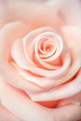 Pink rose close-up