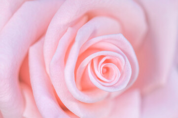 Obraz na płótnie Canvas Pink rose close-up