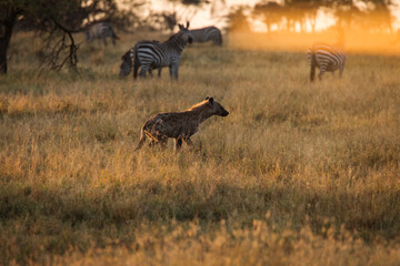African hyena with zebras in background at beautiful landscape in the Serengeti National Park during safari. Tanzania. Wild nature of Africa..