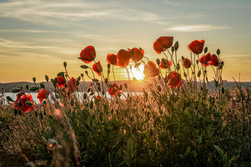 Fototapeta na wymiar Red poppies with the sun setting behind
