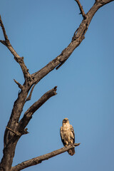 Hawk resting on a tree in Serengeti National Park in Tanzania during safari with blue sky in background. Wild nature of Africa