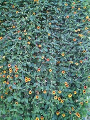 Beautiful meadow of yellow flowers in the summer.