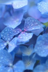 横浜八景島の6月のアジサイ