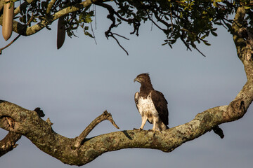Hawk resting on a tree in Serengeti National Park in Tanzania during safari with blue sky in...