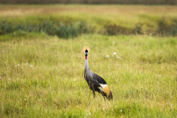 Grey crowned crane bird in the grass during safari in Ngorongoro National Park, Tanzania. Wild nature of africa.